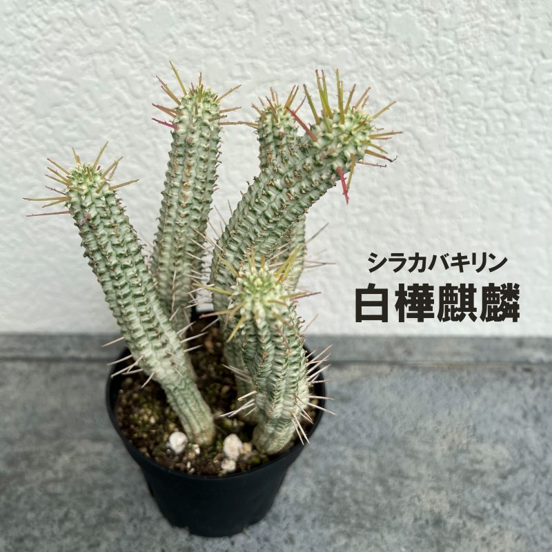 ユーフォルビア「白樺麒麟」 シラカバキリン しらかばきりん ミルク