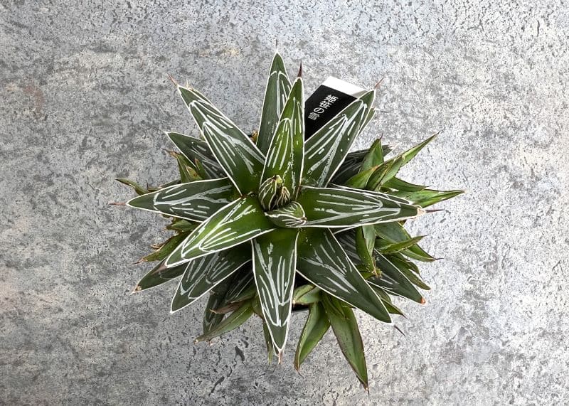 アガベ 姫笹の雪 7cmポット苗 観葉植物 greenery