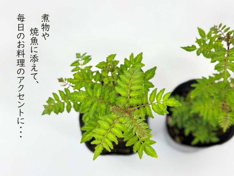 チビ葉山椒　山椒　苗　苗木　香味野菜 チビ葉山椒 山椒 苗 苗木 香味野菜 香味・薬味野菜