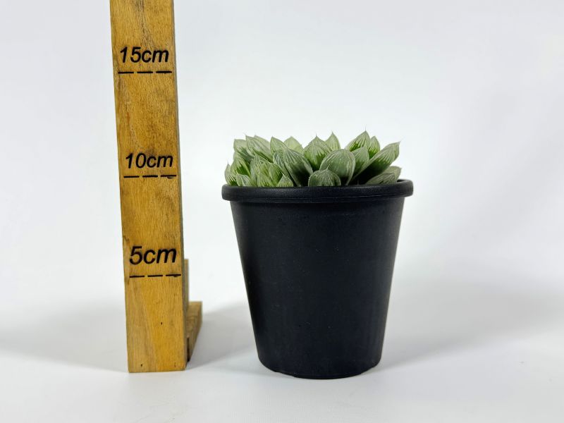 ハオルチア ピリフェラ 錦 10cm鉢 苗 園芸 ガーデニング 通販 greenery