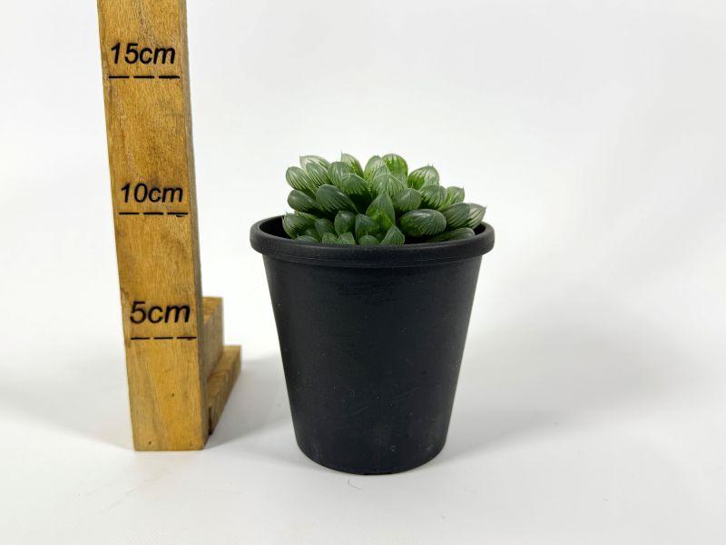 ハオルチア　オブツーサ　出品苗大きさ比較 ハオルチアの種類と透明度ランキング！レア品種や黒いオブツーサは？