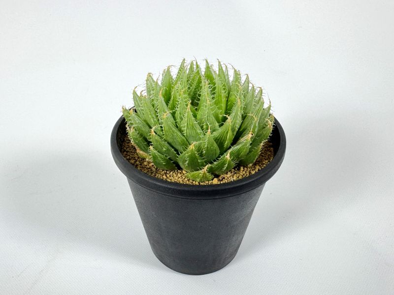 ハオルチア 羽衣 10cm鉢 苗 園芸 ガーデニング 通販 greenery