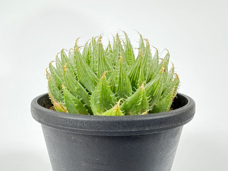 ハオルチア 羽衣 10cm鉢 苗 園芸 ガーデニング 通販 greenery