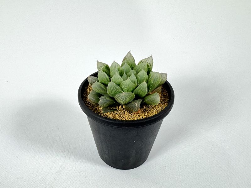 【激安】オブツーサ ブルーレンズ　大株・小粒　鉢付き植えたまま　極上品　高級 激安】オブツーサ ブルーレンズ 大株・小粒 鉢付き植えたまま