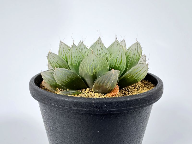 【激安】オブツーサ ブルーレンズ　大株・小粒　鉢付き植えたまま　極上品　高級 ひろこさん専用】ブルーレンズオブツーサの通販 by hobby