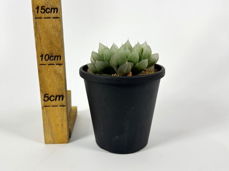 【激安】オブツーサ ブルーレンズ　大株・小粒　鉢付き植えたまま　極上品　高級 激安】オブツーサ ブルーレンズ 大株・小粒 鉢付き植えたまま