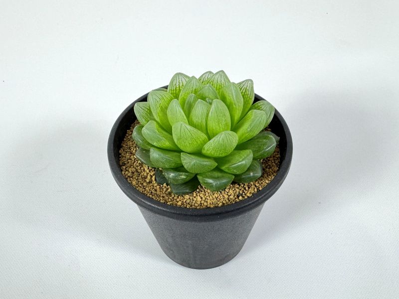 ハオルチア トランシェンス 10cm鉢 苗 園芸 ガーデニング 通販