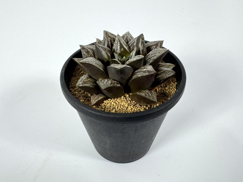 12#多肉植物ア工オ二ウム錦❤️ス一パ一バン セッカ❤️12大頭28cm拨き苗 楽天市場】十二の巻 多肉植物（花・観葉植物｜花・ガーデン・DIY