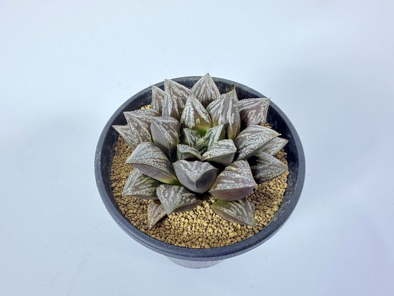 ■多肉植物 ハオルチア 【ムチカ交配錦2】 □多肉植物 ハオルチア ムチカ交配錦2