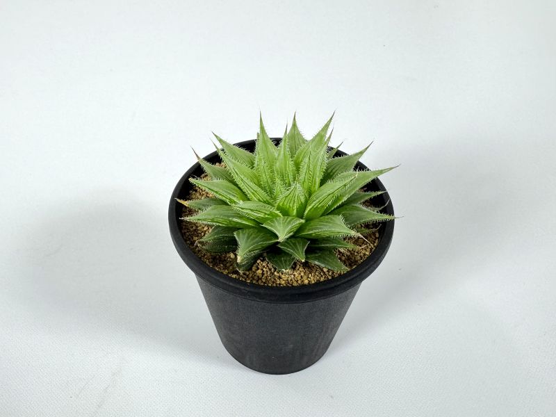 ハオルチア プリンセスドレス 10cm鉢 苗 園芸 ガーデニング 通販 greenery