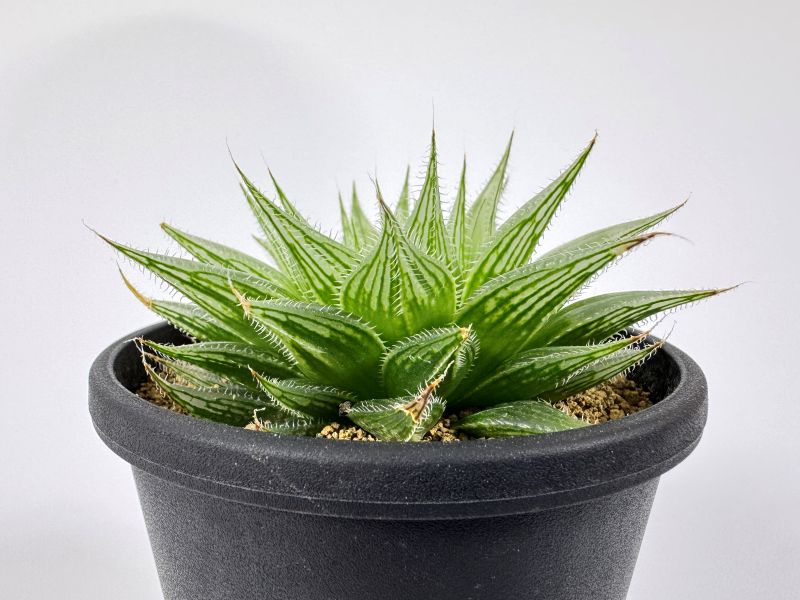 ハオルチア プリンセスドレス 10cm鉢 苗 園芸 ガーデニング 通販 greenery