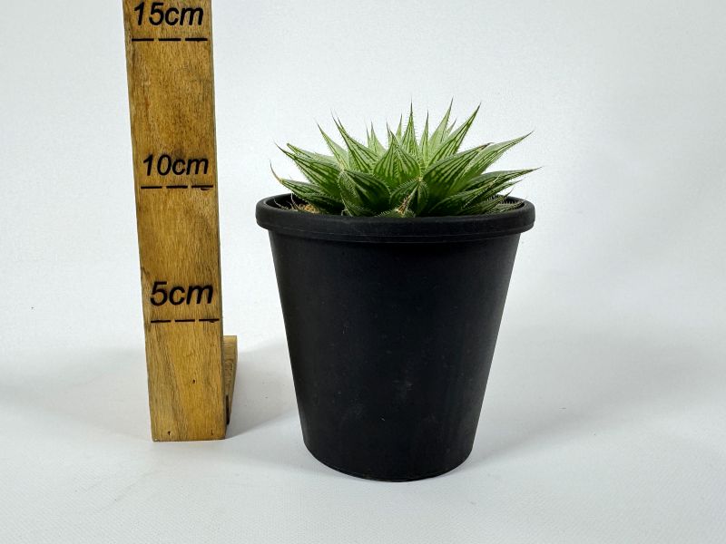 ハオルチア プリンセスドレス 10cm鉢 苗 園芸 ガーデニング 通販 greenery