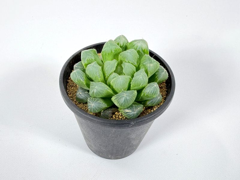 多肉植物 約10cm ハオルチア デカオブ 10cm鉢 苗 園芸 ガーデニング 通販 greenery