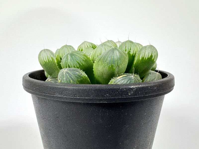 ハオルチア デカオブ 10cm鉢 苗 園芸 ガーデニング 通販 greenery