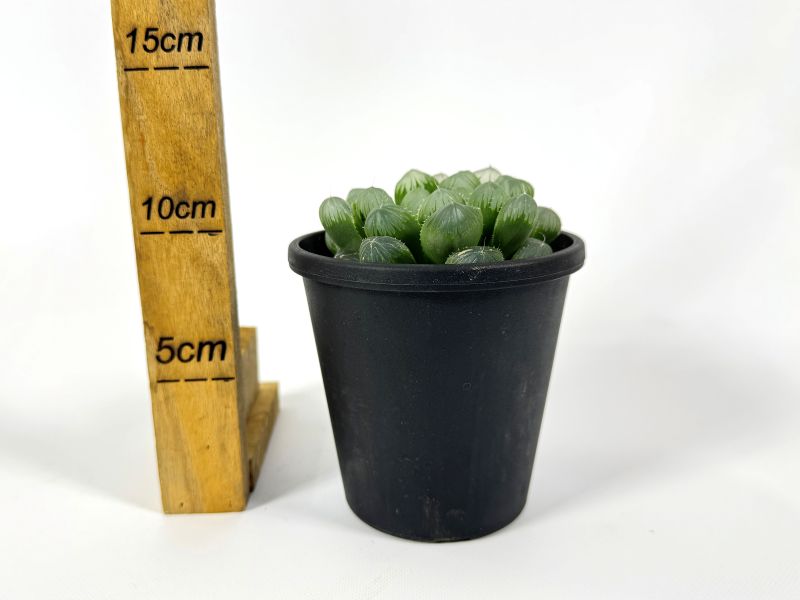 ハオルチア デカオブ 10cm鉢 苗 園芸 ガーデニング 通販 greenery