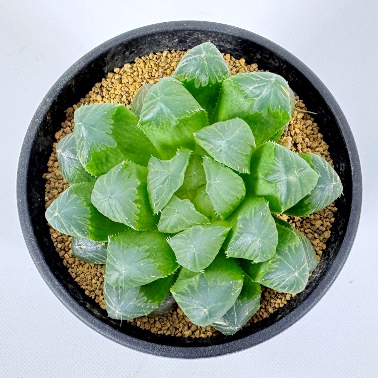 ハオルチア デカオブ 10cm鉢 苗 園芸 ガーデニング 通販 greenery