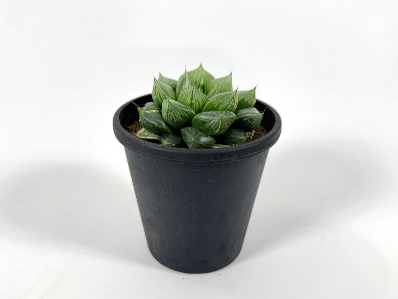 ハオルチア オラソニー 10cm鉢 苗 園芸 ガーデニング 通販 greenery