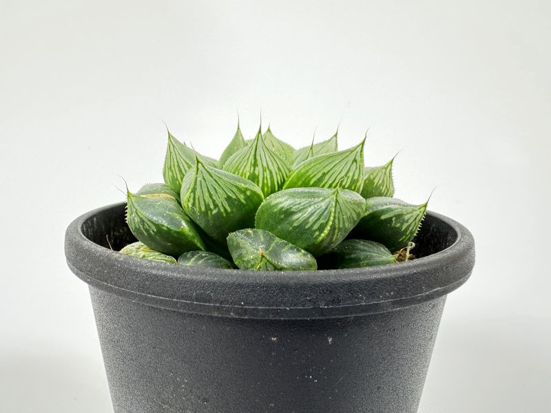 ハオルチア オラソニー 10cm鉢 苗 園芸 ガーデニング 通販 greenery