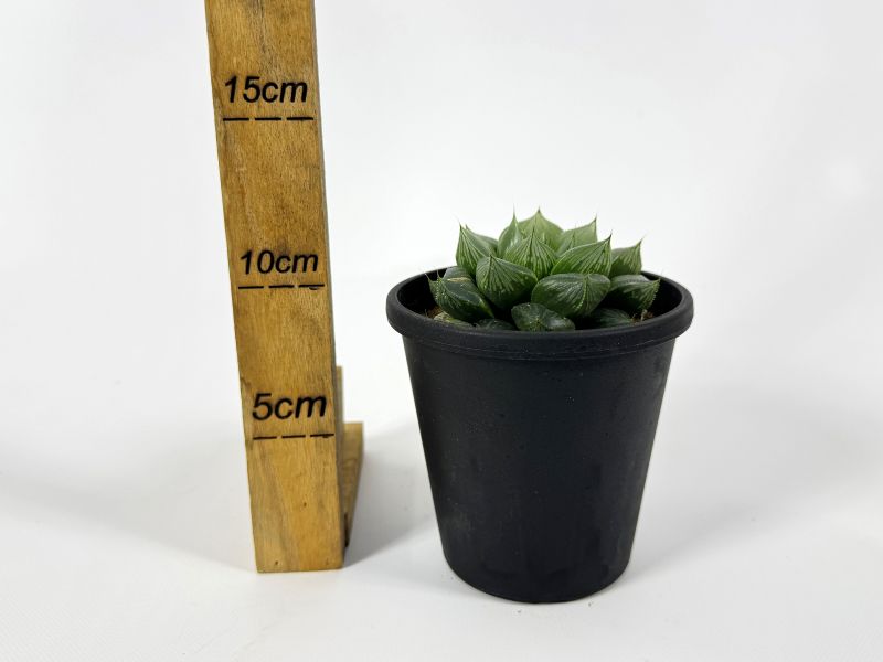 ハオルチア オラソニー 10cm鉢 苗 園芸 ガーデニング 通販 greenery