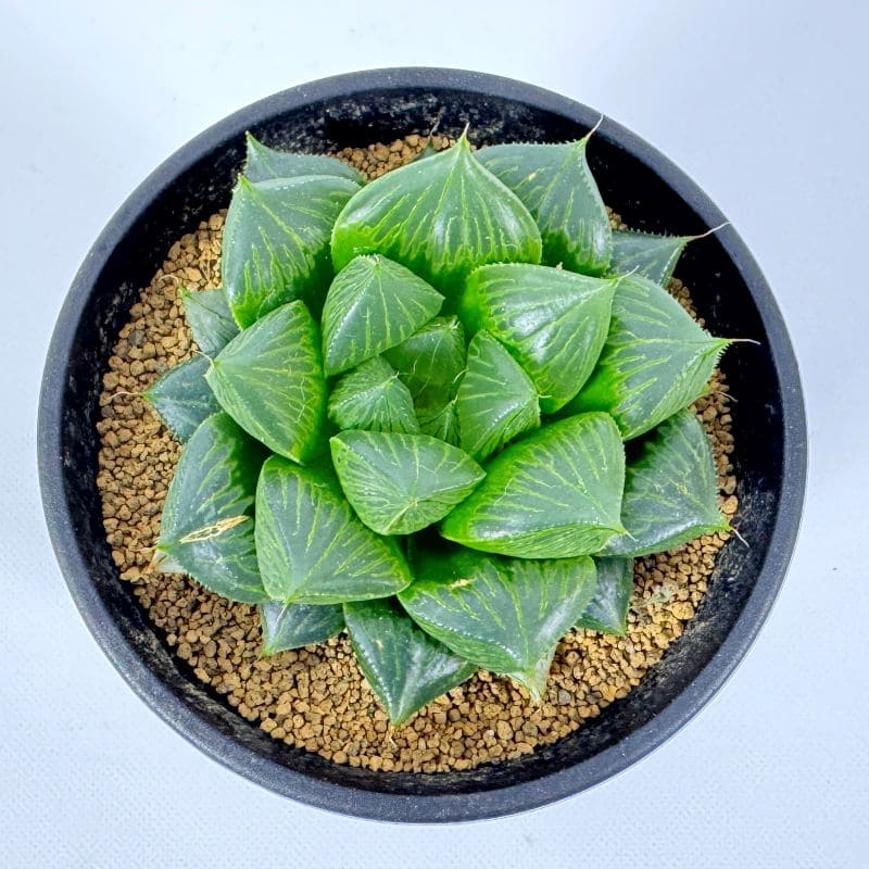 ハオルチア オラソニー 10cm鉢 苗 園芸 ガーデニング 通販 greenery