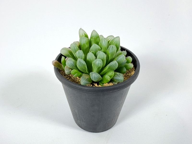 ハオルチア クーペリーー 10cm鉢 苗 園芸 ガーデニング 通販 greenery