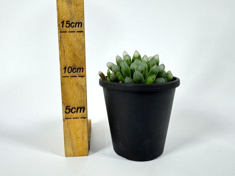 ハオルチア クーペリーー 10cm鉢 苗 園芸 ガーデニング 通販 greenery