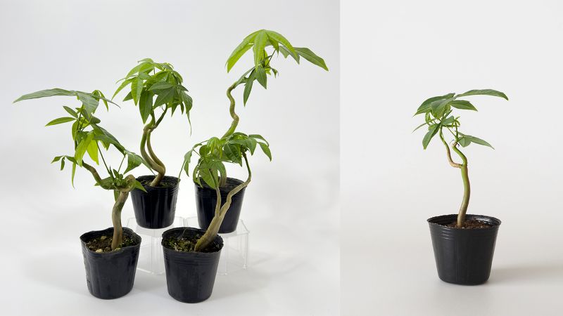 パキラ 曲げ 幹曲がり 9cmポット 苗 園芸 ガーデニング 通販 greenery