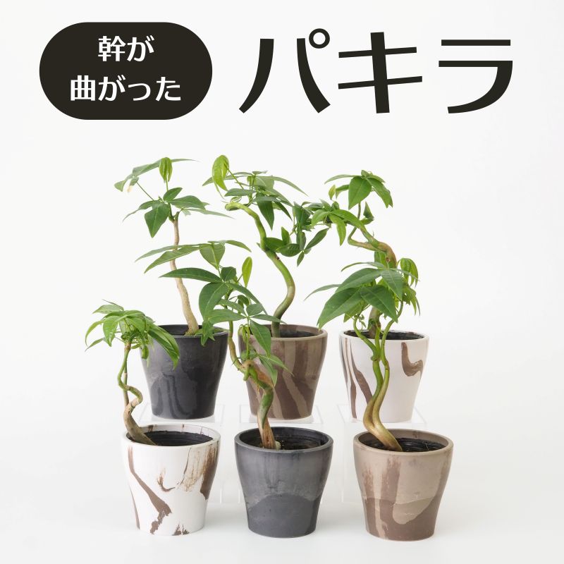 パキラ2本苗スパイラル＋曲がり幹幹仕立て