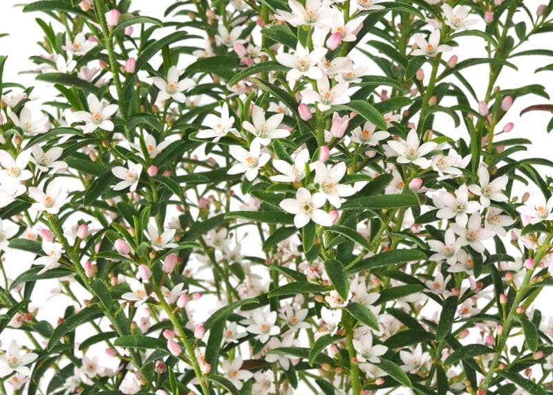 エリオステモン 16cm鉢植え オージー 観葉植物 greenery