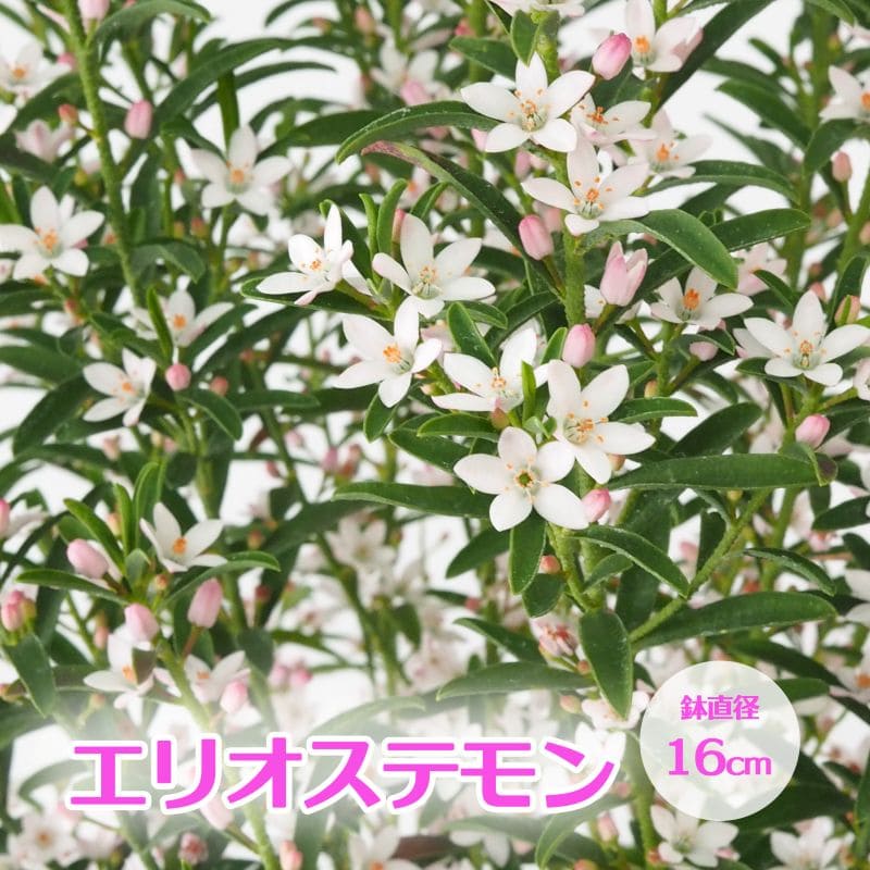 エリオステモン<br>鉢直径：16cm