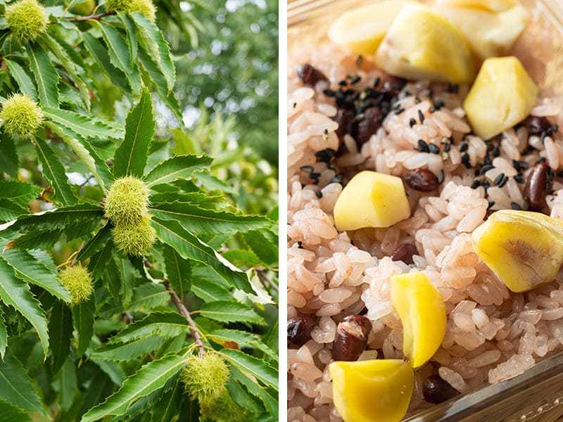 栗 「銀寄」ぎんよせ ギンヨセ クリ 果樹 苗 苗木 通販 greenery