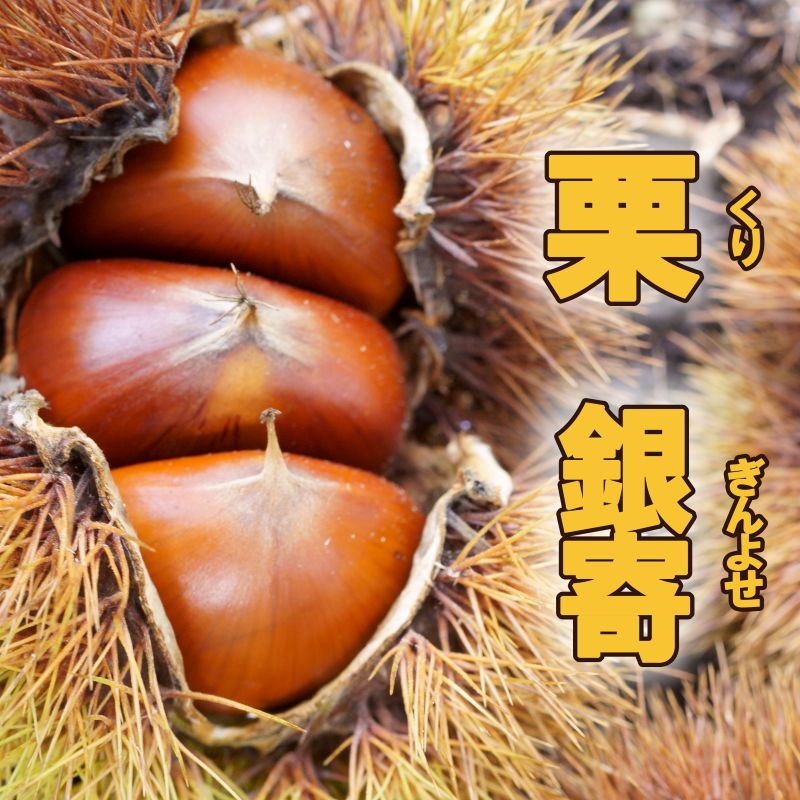 栗 「ぽろたん」クリ 果樹 苗 苗木 通販 greenery
