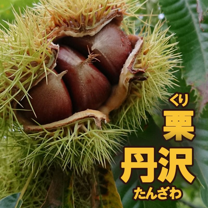 栗 「ぽろたん」クリ 果樹 苗 苗木 通販 greenery