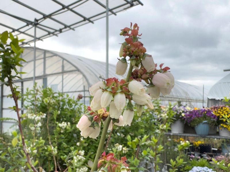 ブルーベリー 「ブラデン」ブラッデン ブランデン サザンハイブッシュ