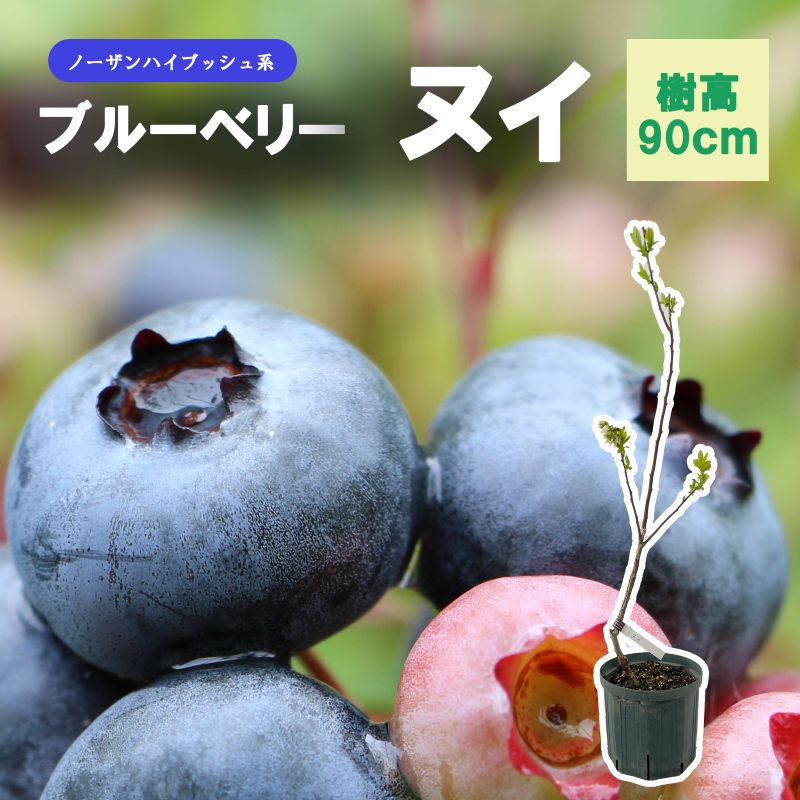 ブルーベリー 「ヌイ」 ノーザンハイブッシュ 果樹 苗 苗木 通販 greenery