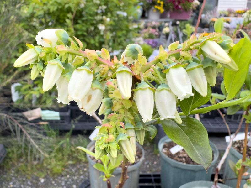 ブルーベリー 「ヌイ」 ノーザンハイブッシュ 果樹 苗 苗木 通販 greenery