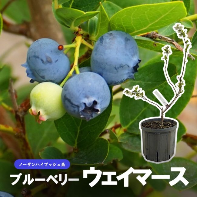 ブルーベリー苗 パウダーブルー＆ノビリス 7号ポット2本セット Amazon