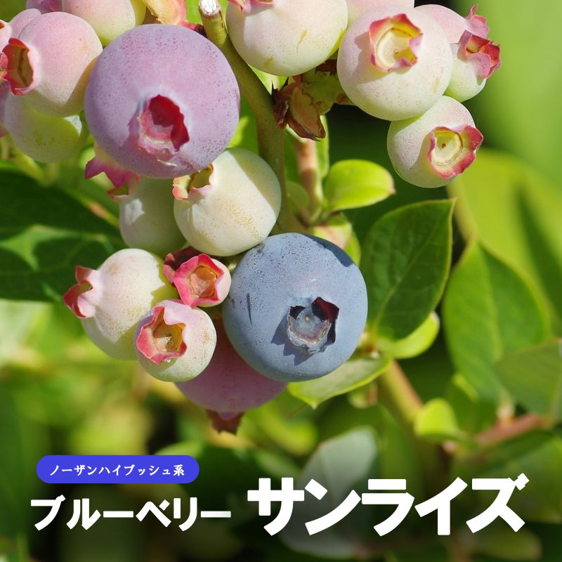 ブルーベリー苗木　サンライズ（ノーザンハイブッシュ） ブルーベリー 「サンライズ」 ノーザンハイブッシュ 果樹 苗 苗木 通販