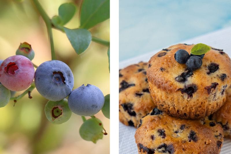 ブルーベリー 「デューク」 ノーザンハイブッシュ 果樹 苗 苗木 通販