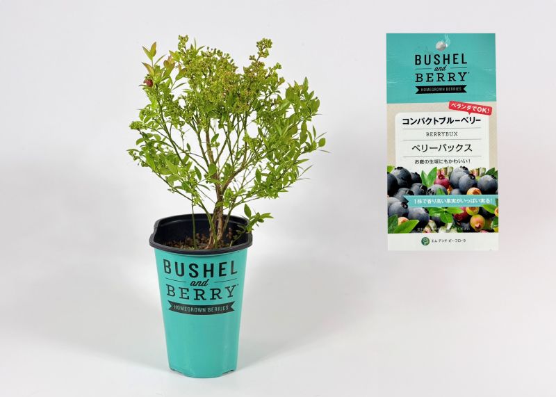 ブルーベリー<br>ブッシェル・アンド・ベリー<br>「ベリーバックス」 <br>鉢:12cm×15cmの長方形