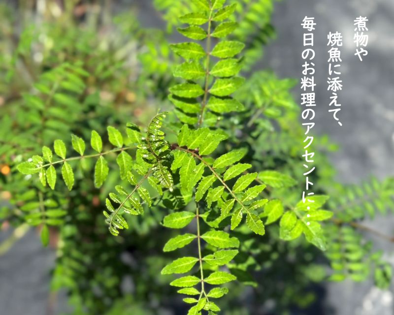葉サンショウ(葉山椒)<br>直径17cm鉢