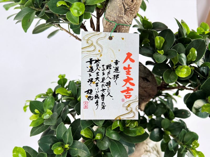 ガジュマル<br>8号鉢植え