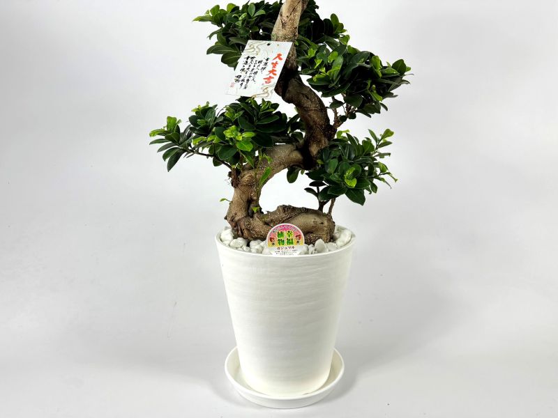 ガジュマル<br>8号鉢植え