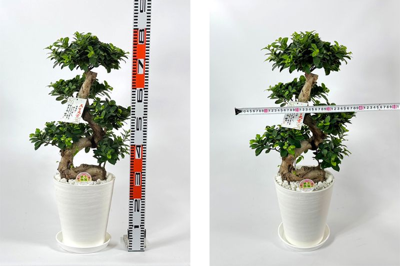 ガジュマル<br>8号鉢植え