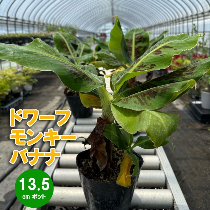 極矮性バナナ<br>「ドワーフ・モンキーバナナ」<br>4.5号ポット苗<br>高さ約40cm