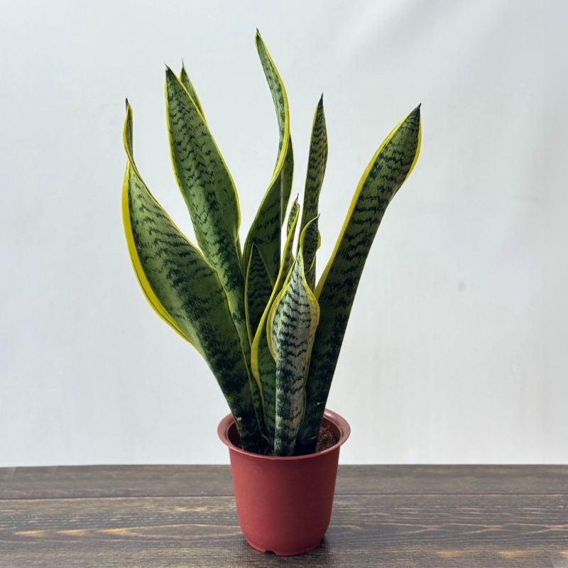 サンセベリア<br>「ローレンチ」<br>4号鉢<br>高さ約40cm