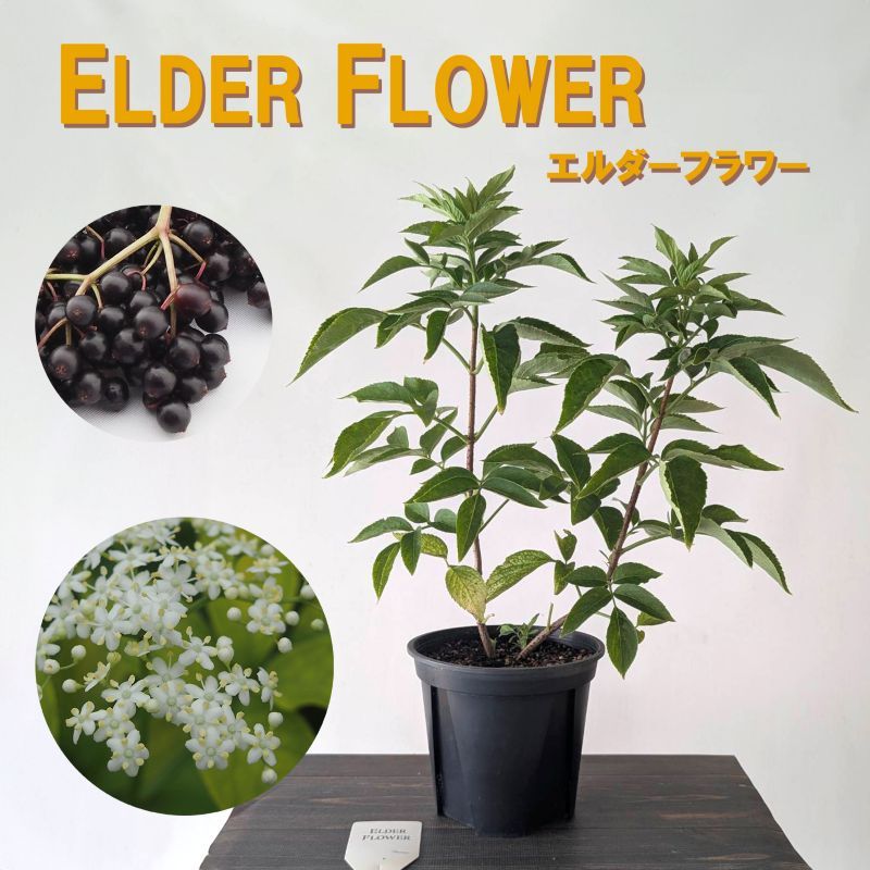 エルダーフラワー<br>6号鉢<br>高さ約50cm