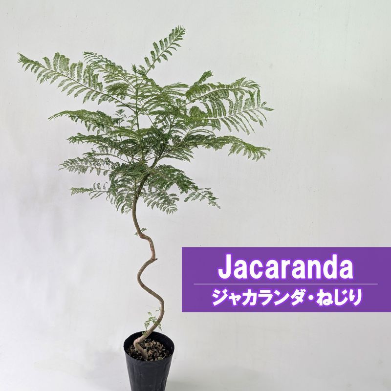ジャカランダ<br>ねじり<br>4号ポット苗