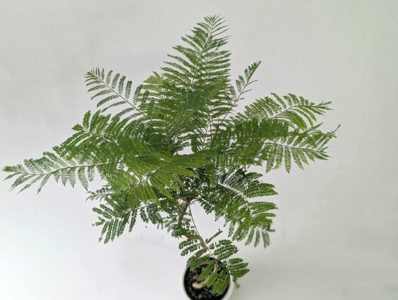 ジャカランダ 苗木 苗木 ジャカランダ ミモシフォリア アートフラワー plant life 通販