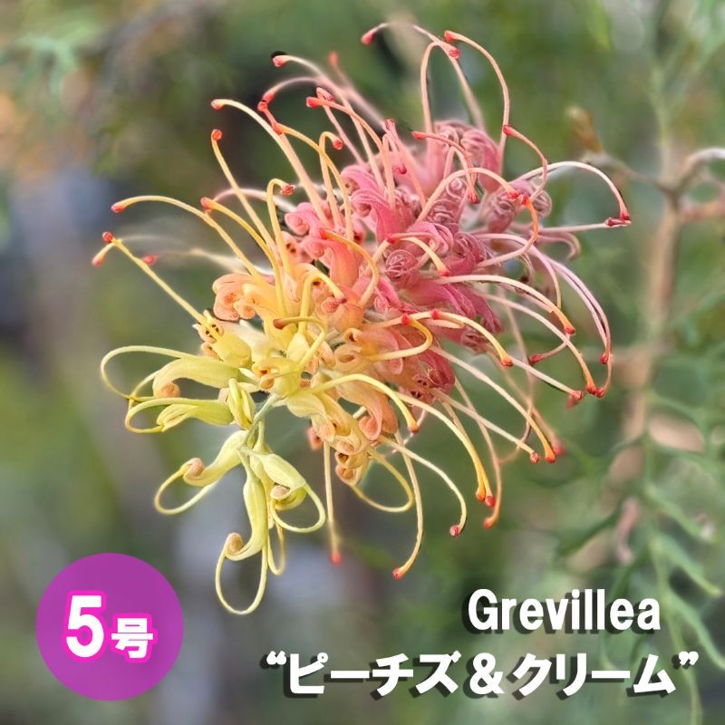 グレビレア<br>「ピーチズ＆クリーム」<br>5号鉢<br>鉢底からの高さ：約70～80cm